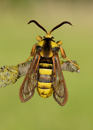 52.002 BF0370 Hornet Moth Sesia apiformis