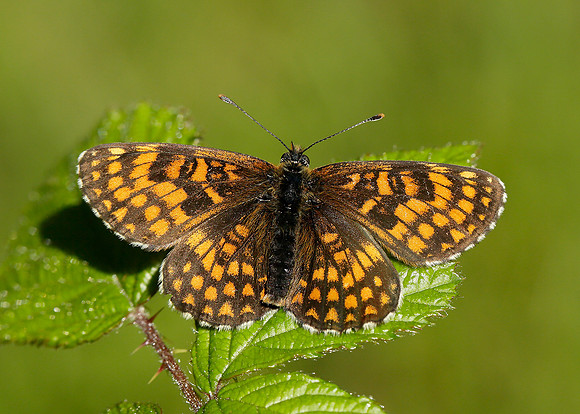 Heath Fritillary Melitaea athalia