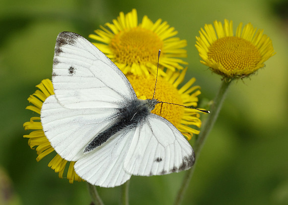 Green-veined White Pieris napi