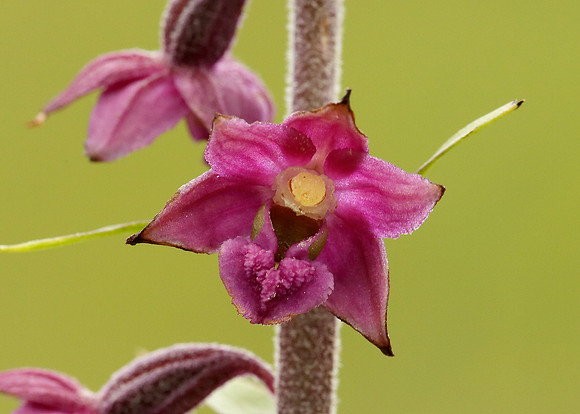 Dark Red Helleborine Epipactis atrorubens