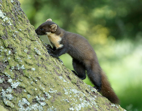 Pine Marten Martes martes