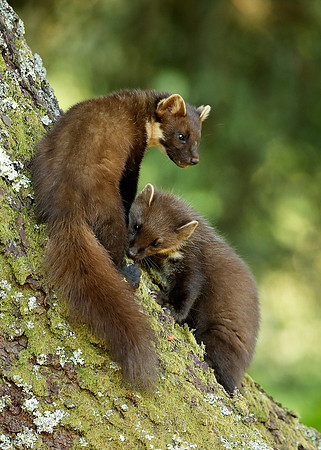 Pine Marten Martes martes