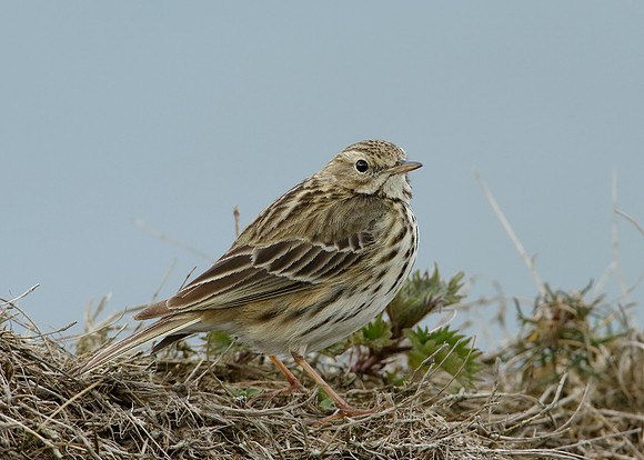 Meadow Pipit Anthus pratensis