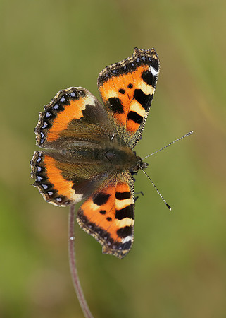 Small Tortoiseshell Aglais urticae