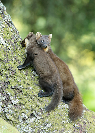 Pine Marten Martes martes