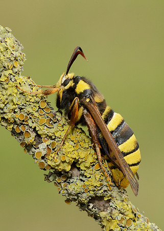52.002 BF0370 Hornet Moth Sesia apiformis