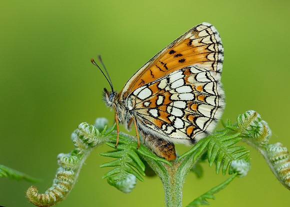 Heath Fritillary Melitaea athalia