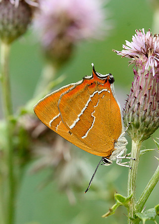 Brown Hairstreak Thecla betulae