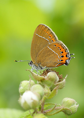 Black Hairstreak Satyrium pruni