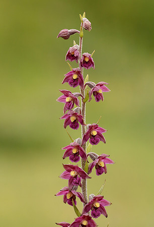Dark Red Helleborine Epipactis atrorubens