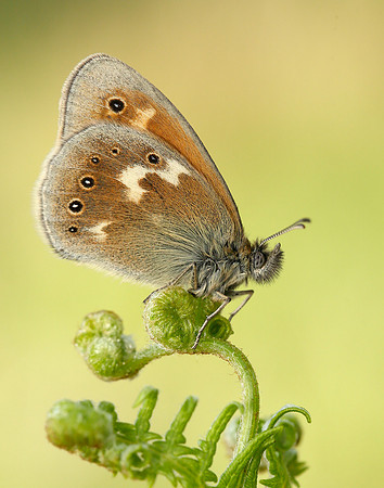 Large Heath Coenonympha tullia polydama