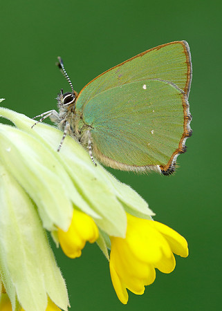 Green Hairstreak Callophrys rubi