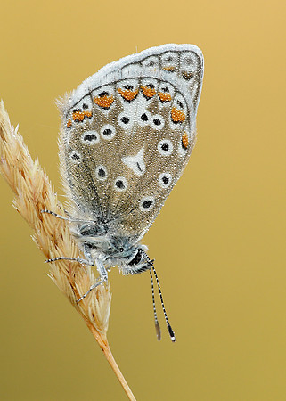 Common Blue Polyommatus icarus