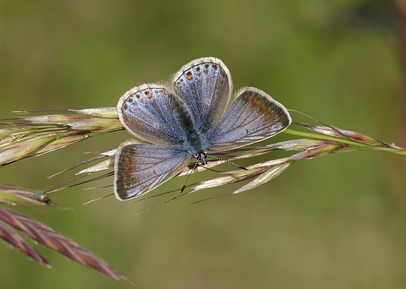 Common Blue Polyommatus icarus