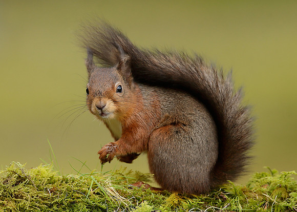 Red Squirrel Sciurus vulgaris