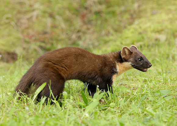 Pine Marten Martes martes