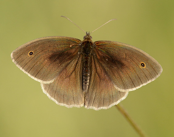 Meadow Brown Maniola jurtina