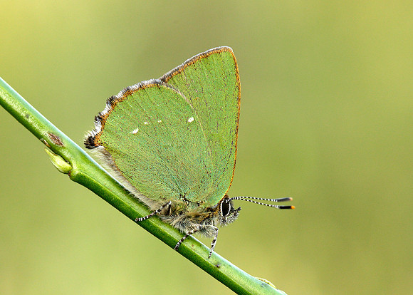 Green Hairstreak Callophrys rubi
