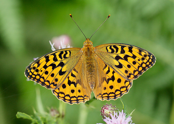 High Brown Fritillary Argynnis adippe