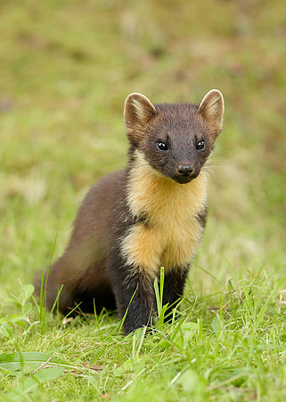Pine Marten Martes martes