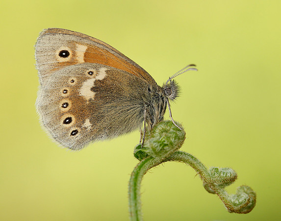 Large Heath Coenonympha tullia polydama