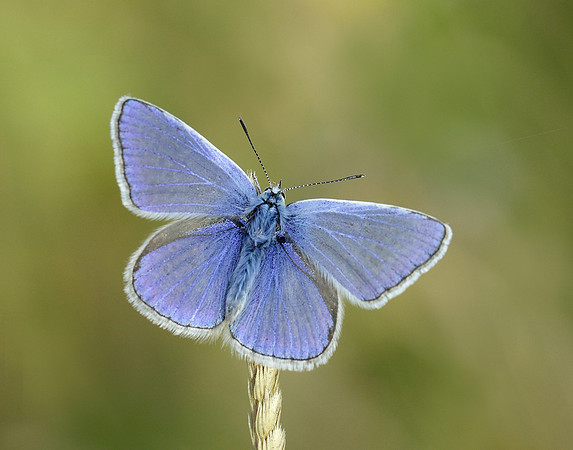 Common Blue Polyommatus icarus