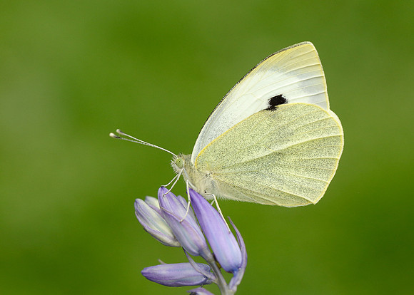 Large White Pieris brassicae