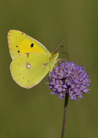 Clouded Yellow Colias croceus