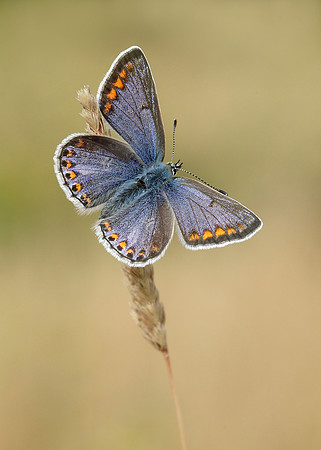 Common Blue Polyommatus icarus