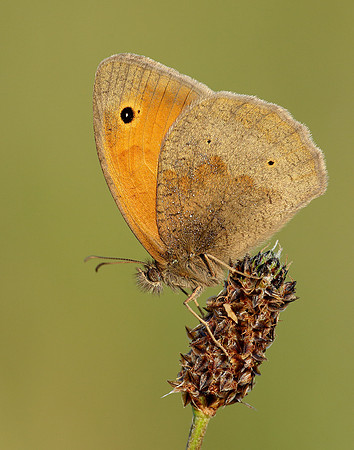 Meadow Brown Maniola jurtina