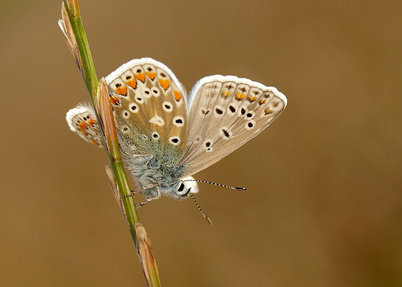 Common Blue Polyommatus icarus