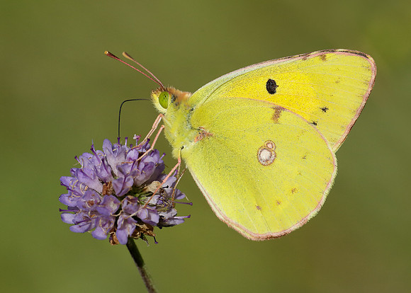 Clouded Yellow Colias croceus
