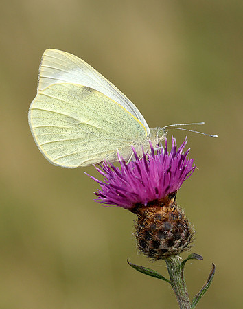 Large White Pieris brassicae