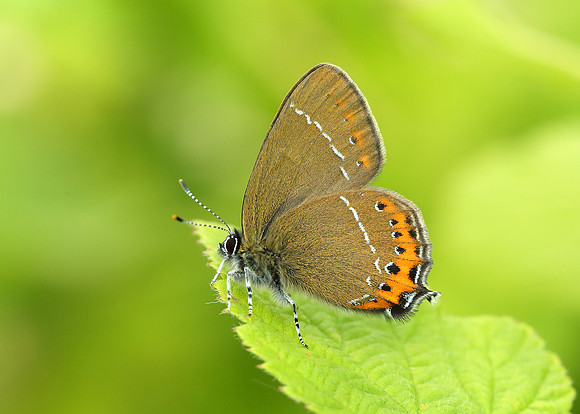 Black Hairstreak Satyrium pruni