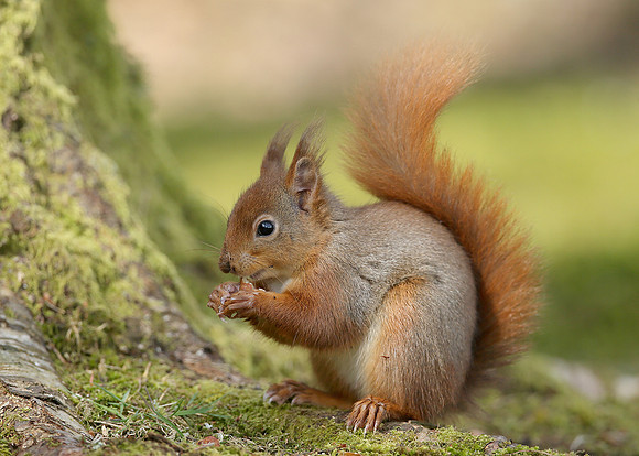 Red Squirrel Sciurus vulgaris