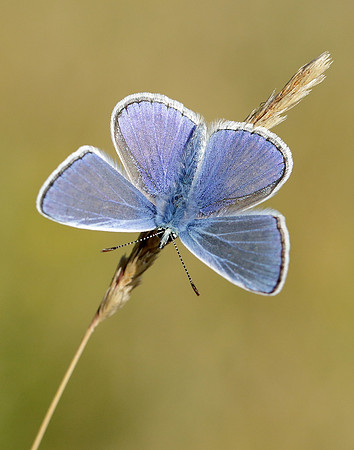 Common Blue Polyommatus icarus