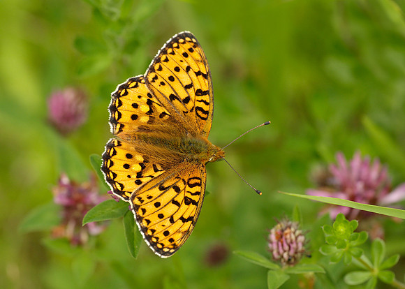 Dark Green Fritillary Argynnis aglaja