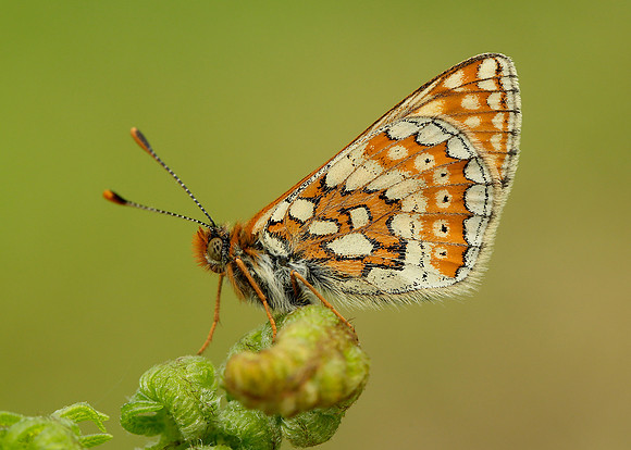 Marsh Fritillary Euphydryas aurinia