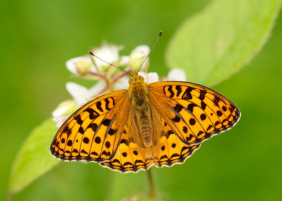High Brown Fritillary Argynnis adippe