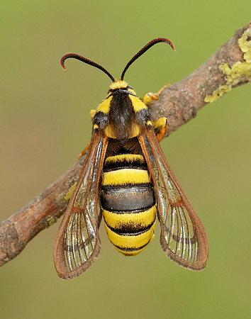 52.002 BF0370 Hornet Moth Sesia apiformis