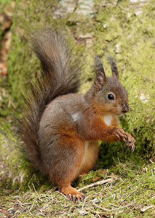 Red Squirrel Sciurus vulgaris