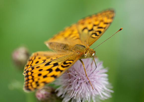 High Brown Fritillary Argynnis adippe