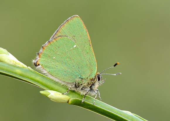 Green Hairstreak Callophrys rubi