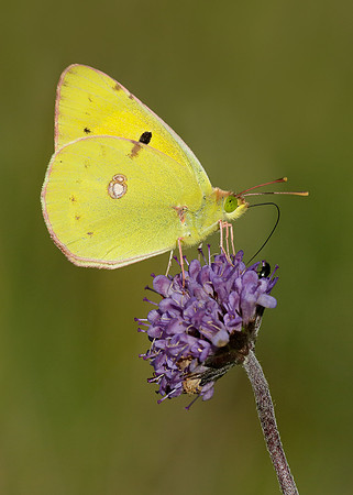 Clouded Yellow Colias croceus