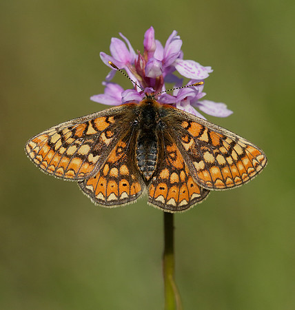 Marsh Fritillary Euphydryas aurinia