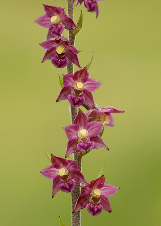 Dark Red Helleborine Epipactis atrorubens