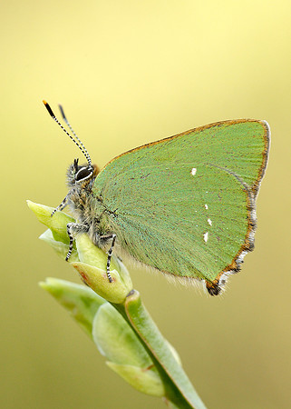 Green Hairstreak Callophrys rubi