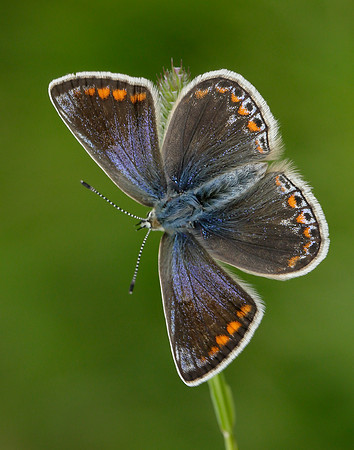 Common Blue Polyommatus icarus