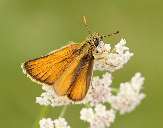 Essex Skipper Thymelicus lineola
