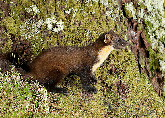 Pine Marten Martes martes